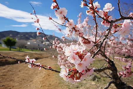 春季山谷中绽放的樱花花朵图片