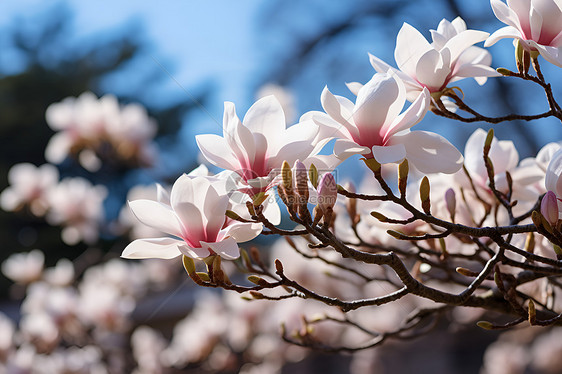 春季湖畔绽放的樱花花朵图片