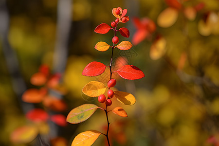 秋季色彩的枫叶图片
