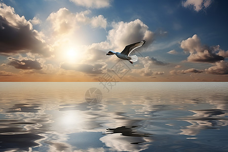 自由飞翔的海鸥背景