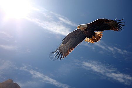 阳光下翱翔的猎鹰图片