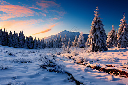 冬日的云杉和雪山图片