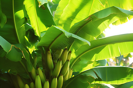 路边植物活力满满的香蕉林背景
