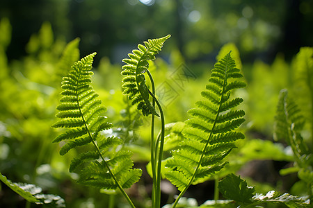 大自然中的绿叶植物背景图片