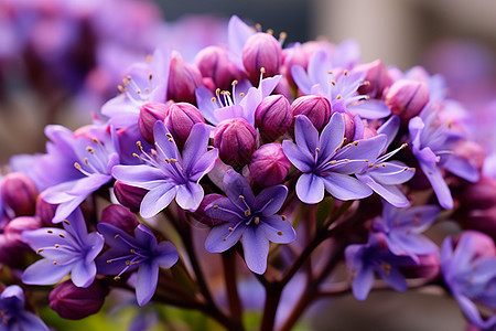 户外绽放的紫色花朵图片
