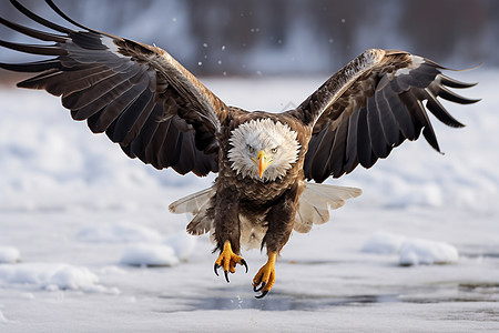 展翅飞翔的猎鹰图片