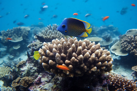 海底上的珊瑚和鱼图片