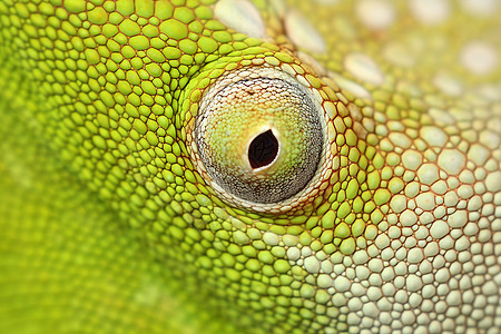 户外绿色蜥蜴眼睛图片