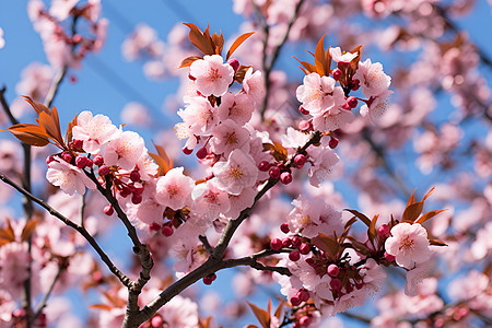 粉色花树背景图片