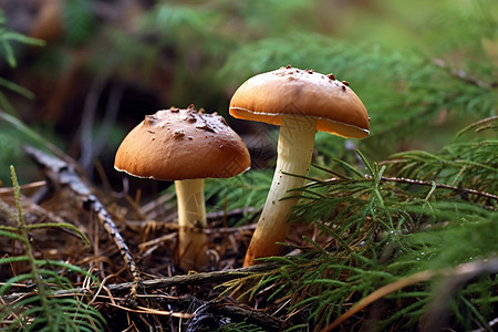 两朵蘑菇图片