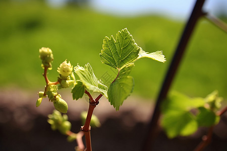 作物发芽成长中的葡萄高清图片