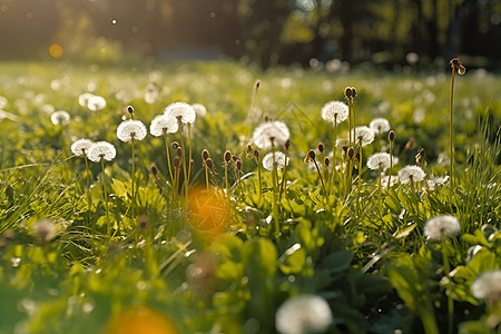 夏季美丽绽放的蒲公英花朵背景图片