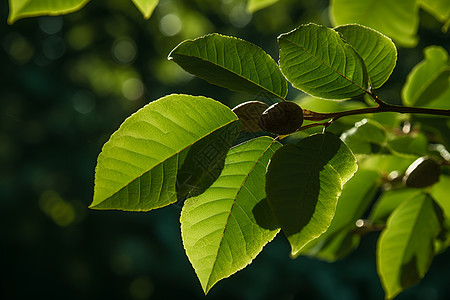 绿意盎然的夏季公园背景图片