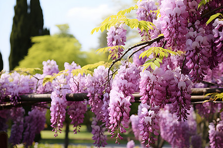 花园绽放的紫藤花朵背景图片