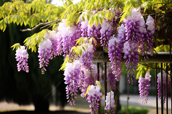 春季花园绽放的紫藤花朵图片