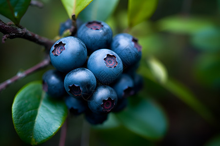 农业种植的蓝莓种植果园图片