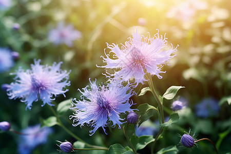 阳光下的鲜花图片