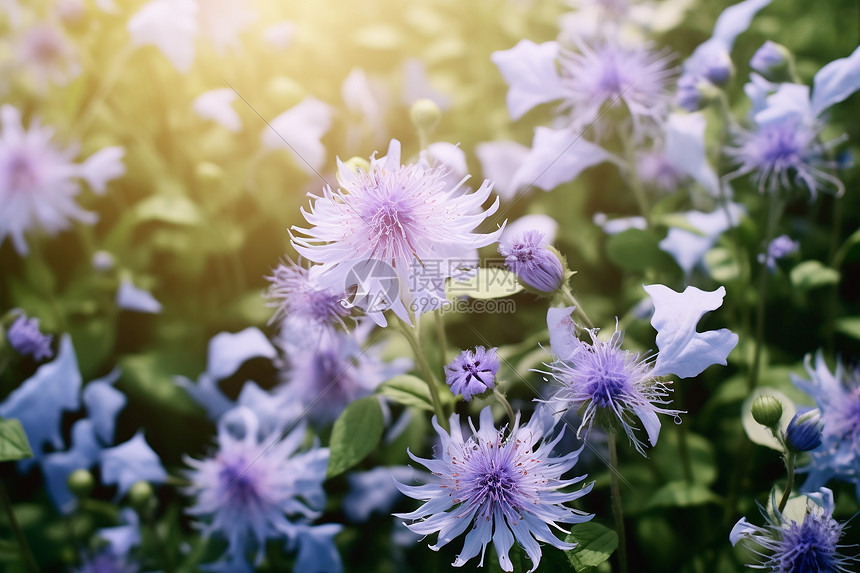 阳光下的紫花图片