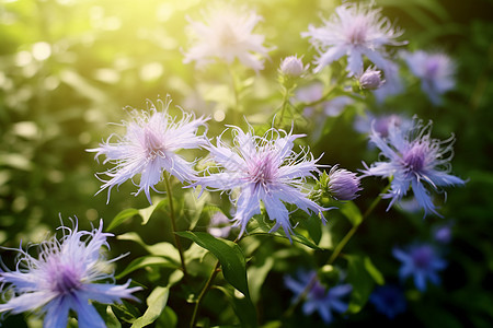 阳光下的花海图片