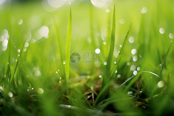 小草上的雨水图片