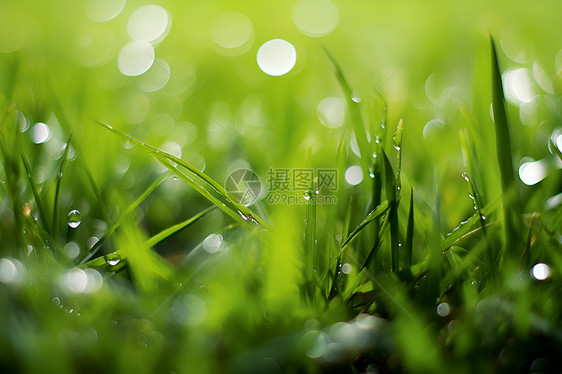 草地上的水珠图片