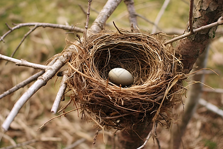 鸟巢中的钱币鸟巢中有一颗蛋背景