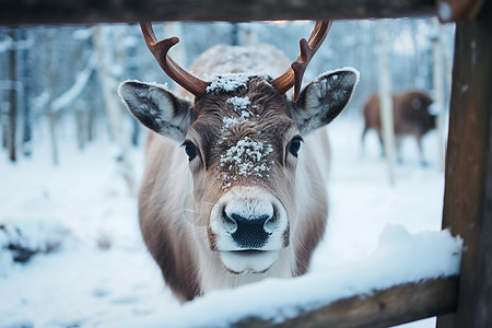 原始森林中的鹿冰雪王国中的驯鹿背景