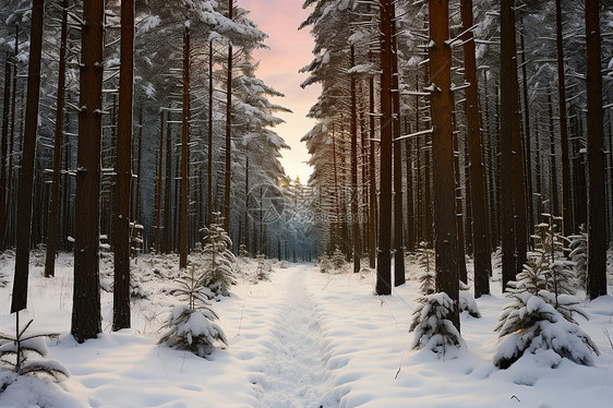 森林中的雪地路图片