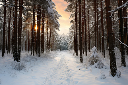 冬日雪景冰冻的冬日森林背景