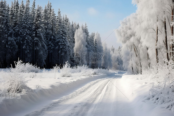 白雪覆盖的林间小路图片