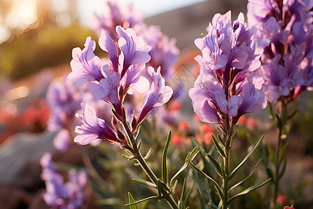 紫色花朵的花园图片