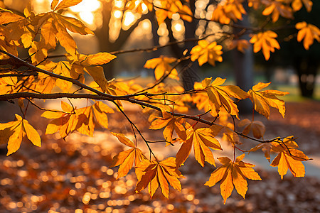 秋日落叶下的金色之路图片