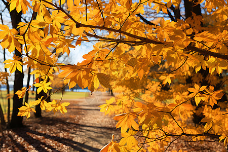 秋叶覆盖的公园图片