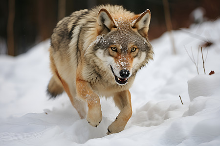 雪地中凶猛的狼图片