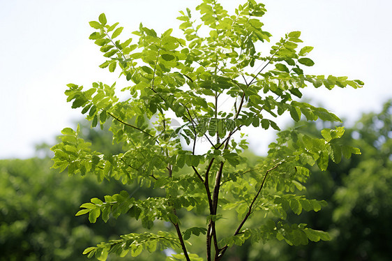 绿色植株图片