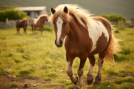 棕色的马在草地上奔跑图片