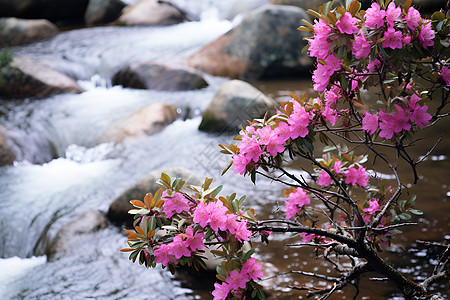 粉色花朵中和溪流图片