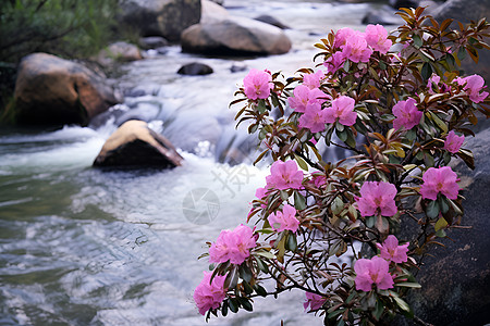 勒杜鹃花小溪边的花朵背景