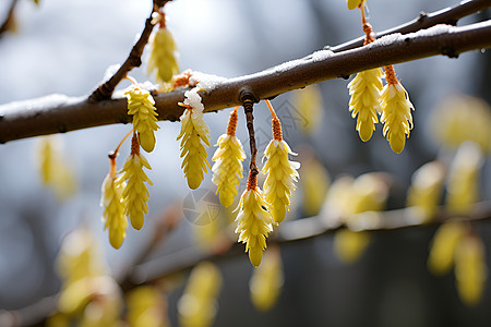 冬日雪中枝头绽放的黄花高清图片