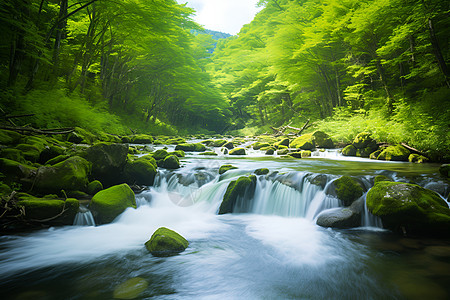 绿意盎然的户外风景图片