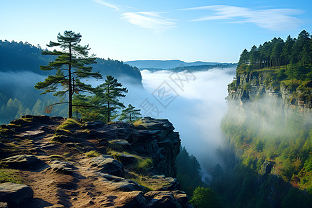 悬崖上的树和山谷中的雾背景