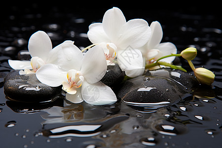 一朵白花在水珠中背景图片