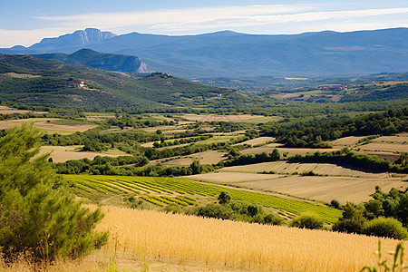 乡村农业种植的葡萄果园背景图片