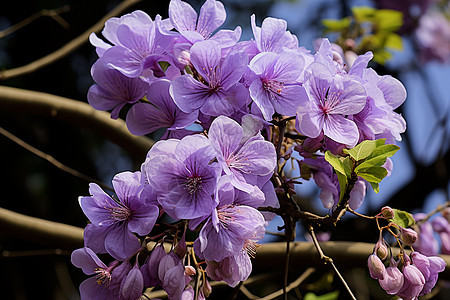 清新自然的丁香花花海背景图片