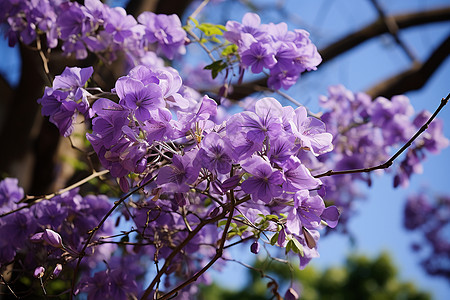 美丽绽放的丁香花花朵图片