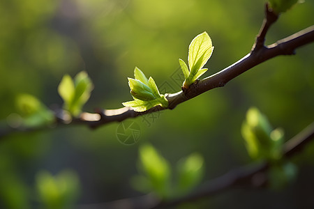 户外发芽的树枝背景