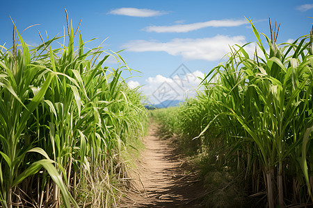 农田中的庄稼和甘蔗背景图片