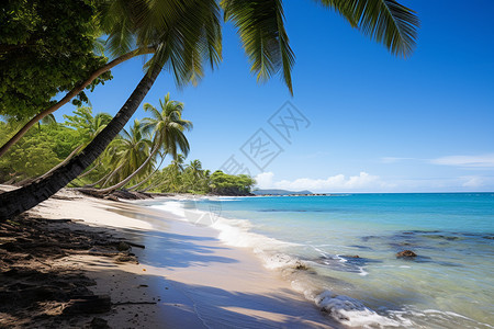 热带沙滩上的棕榈树图片