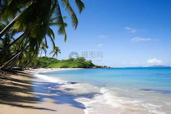 热带海滩上的树木图片