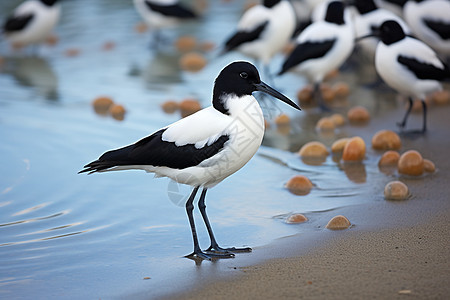 海岸上的海鸥背景图片